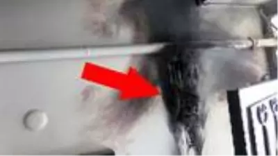 Mahallelinin bomba sandığı patlama sesinin nedeni çok başka çıktı Mahallelinin bomba sandığı patlama sesinin nedeni çok başka çıktı