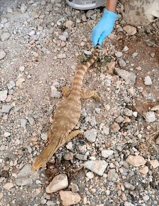 Şanlıurfa'da bulunan dev kertenkele doğaya bırakıldı Şanlıurfa'da bulunan dev kertenkele doğaya bırakıldı