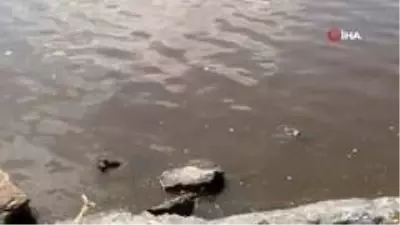 Temizlenerek maviliğe bürünen Haliç yeniden çamura döndü Temizlenerek maviliğe bürünen Haliç yeniden çamura döndü
