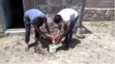 Yol kenarında bulunan 3 kızıl şahin tedavi altına alındı