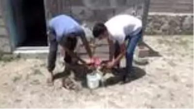 Yol kenarında bulunan 3 kızıl şahin tedavi altına alındı
