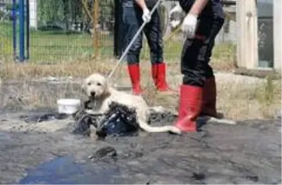 Boş araziye döktükleri ziftle hem çevre hem de köpek katili oldular Boş araziye döktükleri ziftle hem çevre hem de köpek katili oldular