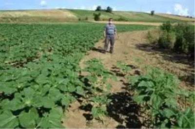 Tekirdağ'da tarla basan çekirgeler, ay çiçek mahsullerine büyük oranda zarar verdi