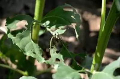 Tekirdağ'da tarla basan çekirgeler, ay çiçek mahsullerine büyük oranda zarar verdi