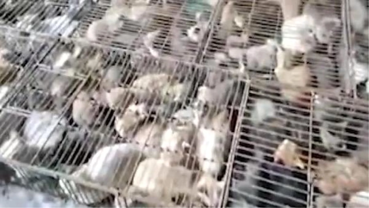 Çin�de &quot;yemek&quot; için tutulan 700 kedi kurtarıldı Haberler