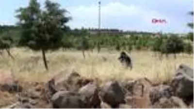 DİYARBAKIR KORUMA ALTINDAKİ GEYİKBÖCEĞİ DİYARBAKIR'DA GÖRÜLDÜ DİYARBAKIR KORUMA ALTINDAKİ GEYİKBÖCEĞİ DİYARBAKIR'DA GÖRÜLDÜ