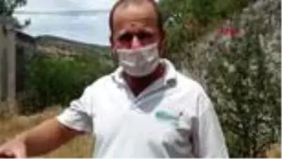 Son dakika haberi | MUĞLA Bodrum'da kayıp domuz yavrusu aranıyor