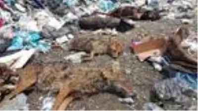 Piknik alanında, zehirlenen hayvan ölüleri bulundu Piknik alanında, zehirlenen hayvan ölüleri bulundu
