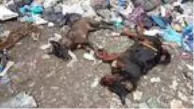 Piknik alanında, zehirlenen hayvan ölüleri bulundu Piknik alanında, zehirlenen hayvan ölüleri bulundu