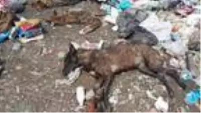 Piknik alanında, zehirlenen hayvan ölüleri bulundu Piknik alanında, zehirlenen hayvan ölüleri bulundu
