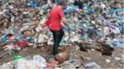 Piknik alanında, zehirlenen hayvan ölüleri bulundu Piknik alanında, zehirlenen hayvan ölüleri bulundu