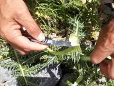Şifa deposu kenger sakızının kilosu bin liradan satılıyor Şifa deposu kenger sakızının kilosu bin liradan satılıyor