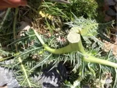Şifa deposu kenger sakızının kilosu bin liradan satılıyor