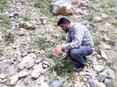 Şifa deposu kenger sakızının kilosu bin liradan satılıyor Şifa deposu kenger sakızının kilosu bin liradan satılıyor