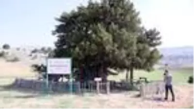 2 bin yıllık anıt ağaç, zamana meydan okuyor 2 bin yıllık anıt ağaç, zamana meydan okuyor