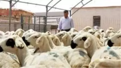 Aksaray'da küçükbaş hayvan sayısında 12 yılda yüzde 500 artış sağlandı Aksaray'da küçükbaş hayvan sayısında 12 yılda yüzde 500 artış sağlandı