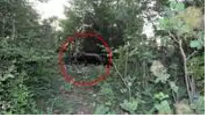 Domuz bağına yakalanan ayı, 4 saatlik çalışmayla kurtarılabildi Domuz bağına yakalanan ayı, 4 saatlik çalışmayla kurtarılabildi