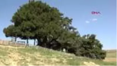 KONYA 2 bin yıllık anıt ağaç zamana meydan okuyor KONYA 2 bin yıllık anıt ağaç zamana meydan okuyor