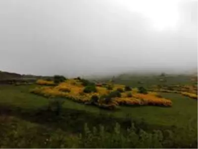 Ordu'nun yaylalarında kartpostallık görüntüler Ordu'nun yaylalarında kartpostallık görüntüler