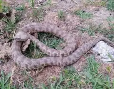 Tunceli'de Topbaş Keler görüntülendi Tunceli'de Topbaş Keler görüntülendi