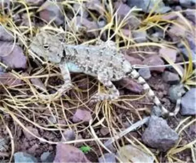 Tunceli'de Topbaş Keler görüntülendi Tunceli'de Topbaş Keler görüntülendi