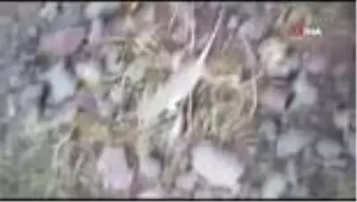 Tunceli'de Topbaş Keler görüntülendi Tunceli'de Topbaş Keler görüntülendi