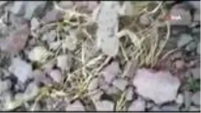 Tunceli'de Topbaş Keler görüntülendi Tunceli'de Topbaş Keler görüntülendi