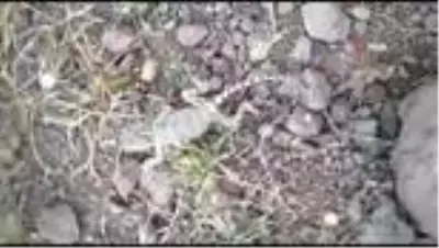 Tunceli'de 'Topbaş Keleri' görüntülendi Tunceli'de 'Topbaş Keleri' görüntülendi