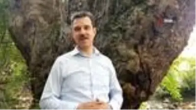 Türkiye'nin en yaşlı çınarı bin 100 yaşında Türkiye'nin en yaşlı çınarı bin 100 yaşında