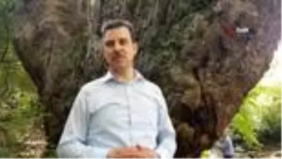 Türkiye'nin en yaşlı çınarı bin 100 yaşında Türkiye'nin en yaşlı çınarı bin 100 yaşında