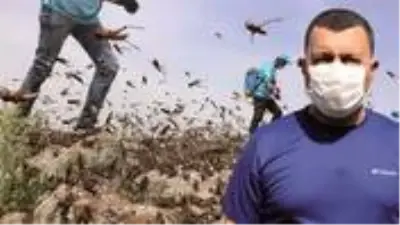 Uzmanından çekirge istilası için uyarı! ’İlaçlamak yetmez’ deyip yapılması gerekeni anlattı