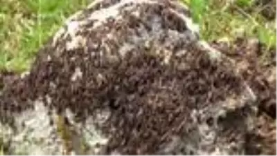 Uzmanından çekirge istilası için uyarı! 'İlaçlamak yetmez' deyip yapılması gerekeni anlattı Uzmanından çekirge istilası için uyarı! 'İlaçlamak yetmez' deyip yapılması gerekeni anlattı