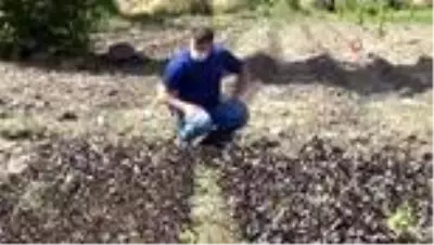 Uzmanından çekirge istilası için uyarı! 'İlaçlamak yetmez' deyip yapılması gerekeni anlattı Uzmanından çekirge istilası için uyarı! 'İlaçlamak yetmez' deyip yapılması gerekeni anlattı