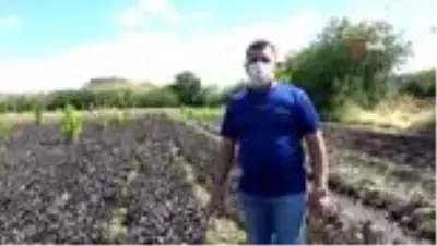 Uzmanından çekirge istilası için uyarı! 'İlaçlamak yetmez' deyip yapılması gerekeni anlattı Uzmanından çekirge istilası için uyarı! 'İlaçlamak yetmez' deyip yapılması gerekeni anlattı