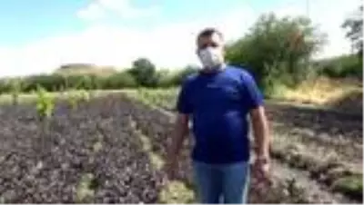 Uzmanından çekirge istilası için uyarı! 'İlaçlamak yetmez' deyip yapılması gerekeni anlattı Uzmanından çekirge istilası için uyarı! 'İlaçlamak yetmez' deyip yapılması gerekeni anlattı