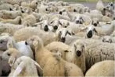 16 yıl önce 4 koyunla başladığı besicilikte şimdi 800 koyunu var 16 yıl önce 4 koyunla başladığı besicilikte şimdi 800 koyunu var