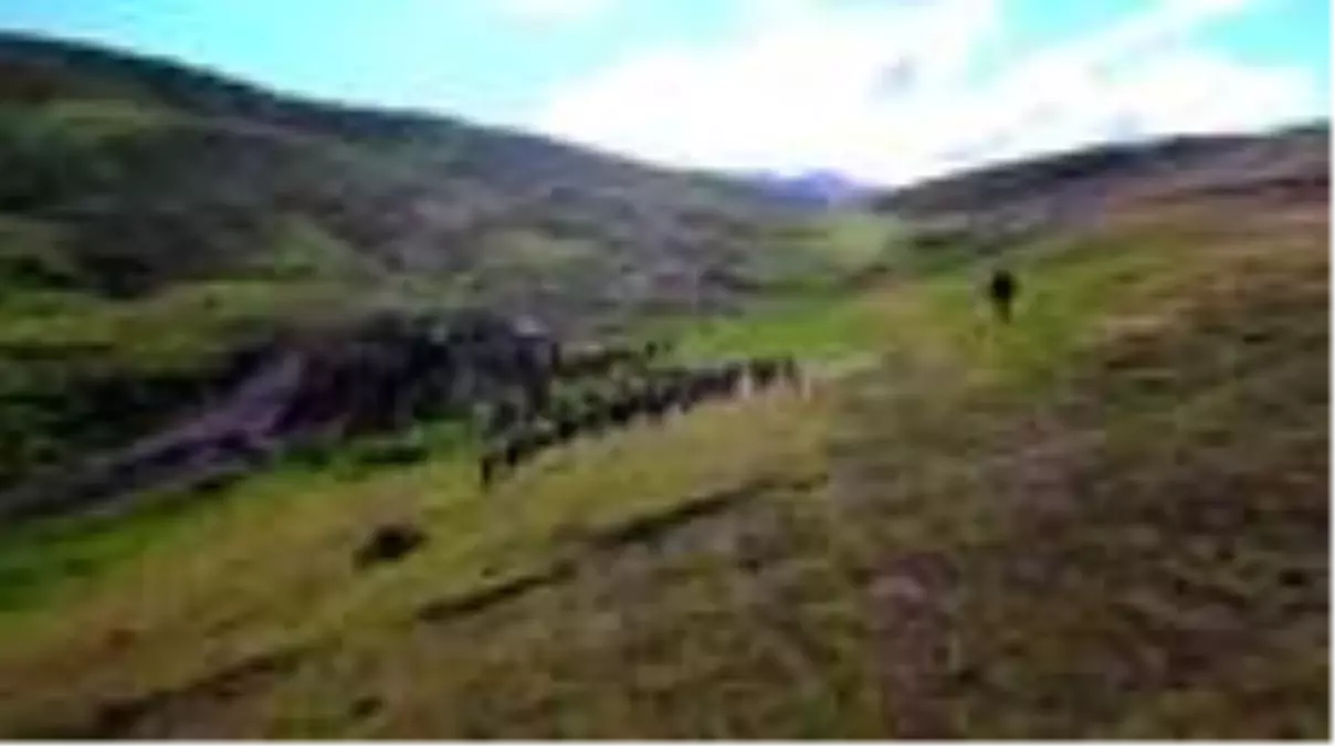 Son dakika... Çoban Hasan'ın yaylada keçileriyle mutlu yaşamı