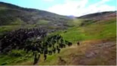 Son dakika... Çoban Hasan'ın yaylada keçileriyle mutlu yaşamı Son dakika... Çoban Hasan'ın yaylada keçileriyle mutlu yaşamı