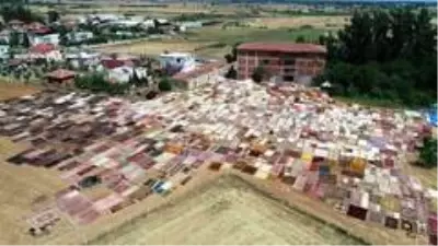 Halı tarlaları sezonu açtı, buğday arazilerinde renk cümbüşü yaşandı Halı tarlaları sezonu açtı, buğday arazilerinde renk cümbüşü yaşandı