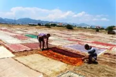 Halı tarlaları sezonu açtı, buğday arazilerinde renk cümbüşü yaşandı Halı tarlaları sezonu açtı, buğday arazilerinde renk cümbüşü yaşandı
