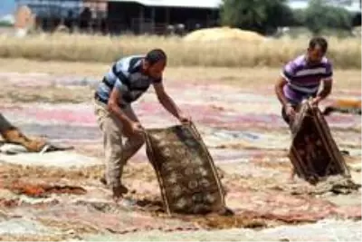 Halı tarlaları sezonu açtı, buğday arazilerinde renk cümbüşü yaşandı Halı tarlaları sezonu açtı, buğday arazilerinde renk cümbüşü yaşandı