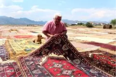 Halı tarlaları sezonu açtı, buğday arazilerinde renk cümbüşü yaşandı Halı tarlaları sezonu açtı, buğday arazilerinde renk cümbüşü yaşandı