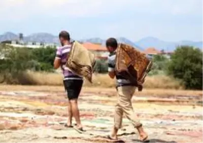 Halı tarlaları sezonu açtı, buğday arazilerinde renk cümbüşü yaşandı Halı tarlaları sezonu açtı, buğday arazilerinde renk cümbüşü yaşandı