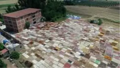 Halı tarlaları sezonu açtı, buğday arazilerinde renk cümbüşü yaşandı Halı tarlaları sezonu açtı, buğday arazilerinde renk cümbüşü yaşandı
