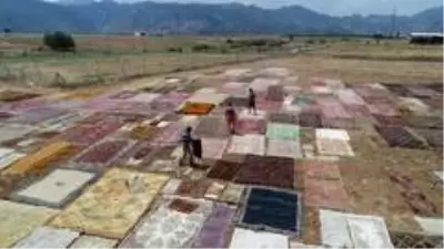 Halı tarlaları sezonu açtı, buğday arazilerinde renk cümbüşü yaşandı Halı tarlaları sezonu açtı, buğday arazilerinde renk cümbüşü yaşandı