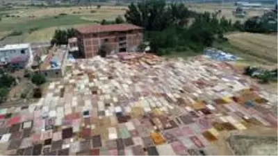 Halı tarlaları sezonu açtı, buğday arazilerinde renk cümbüşü yaşandı Halı tarlaları sezonu açtı, buğday arazilerinde renk cümbüşü yaşandı