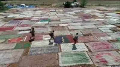 Halı tarlaları sezonu açtı, buğday arazilerinde renk cümbüşü yaşandı Halı tarlaları sezonu açtı, buğday arazilerinde renk cümbüşü yaşandı