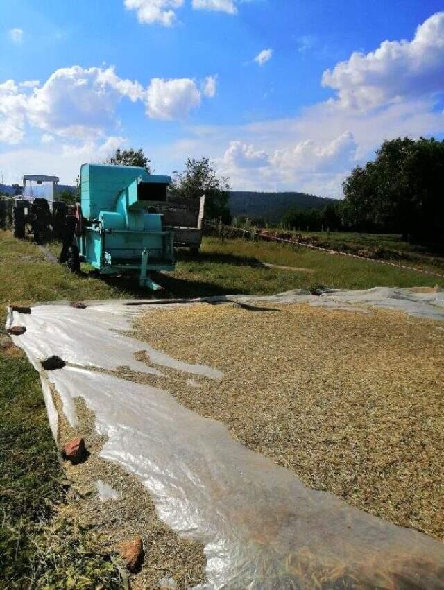 Hasat yapan çiftçi, patos makinesine düşerek can verdi Hasat yapan çiftçi, patos makinesine düşerek can verdi