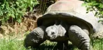 Dev Galapagos kaplumbağası nedir? Dev Galapagos kaplumbağası özellikleri nelerdir? Dev Galapagos kaplumbağası hakkında merak edilenler!
