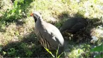 Kuşlar yüzünden hasta oldu, ancak kuş beslemekten vazgeçmedi